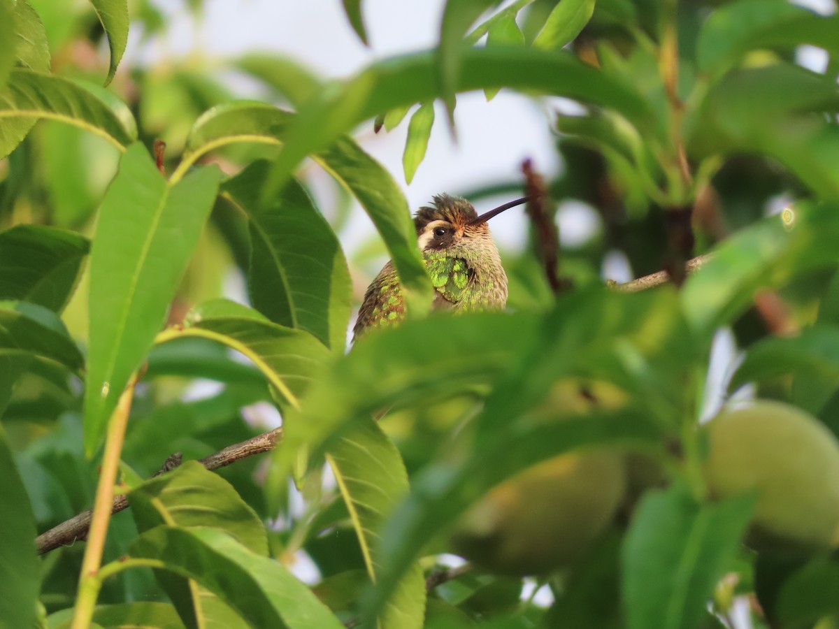 White-eared Hummingbird - ML646713251