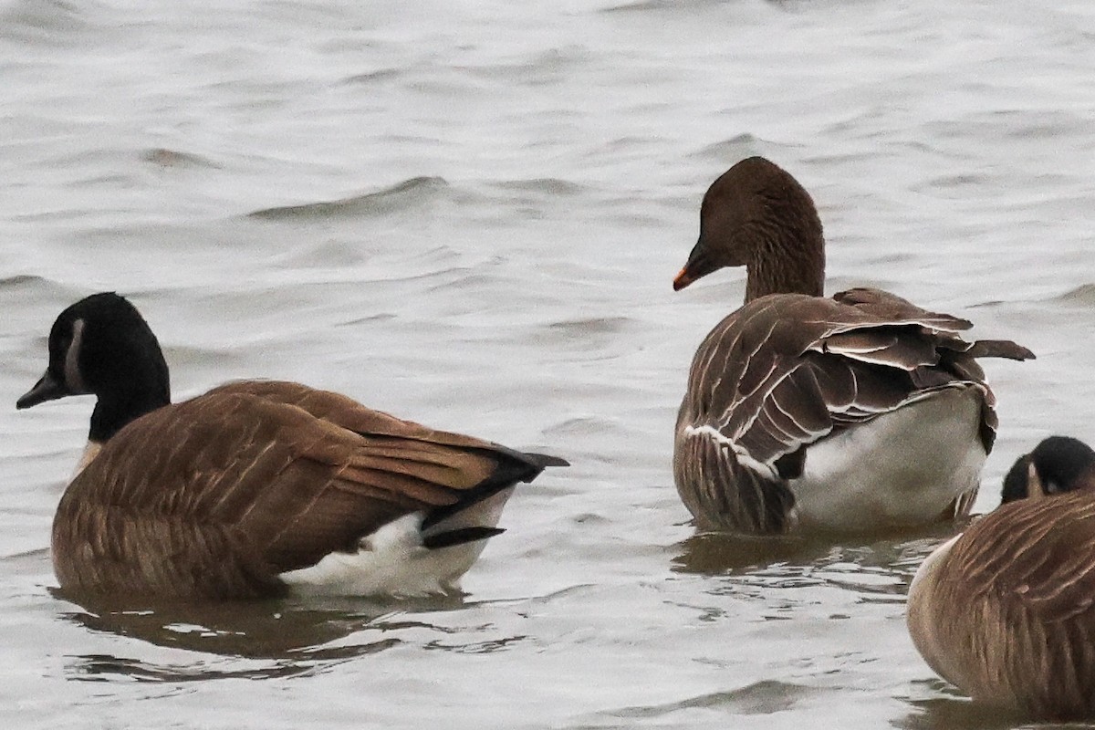 Tundra Bean-Goose - ML646713252