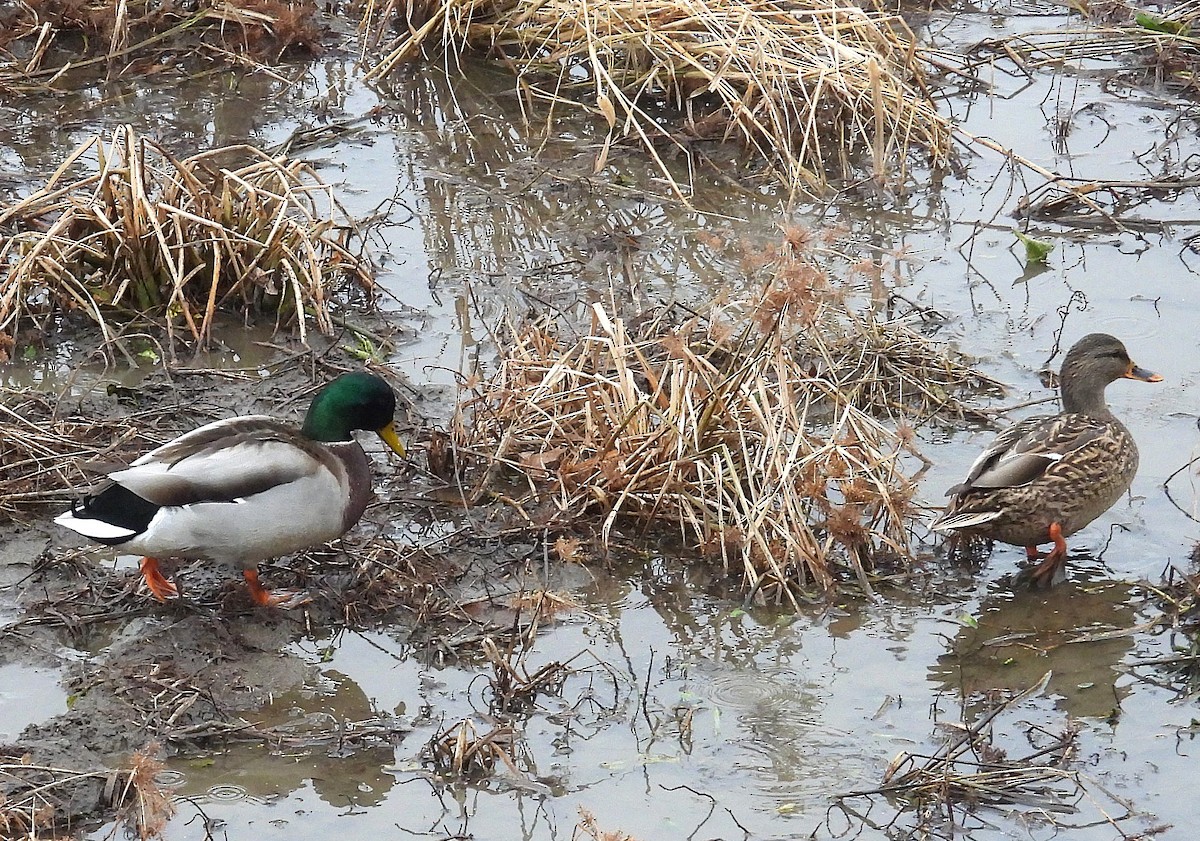 Крижень звичайний - ML646713253