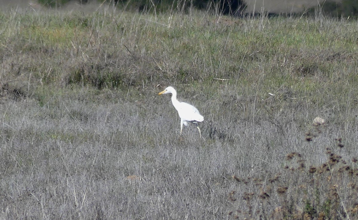 Garcilla Bueyera Occidental - ML646713254