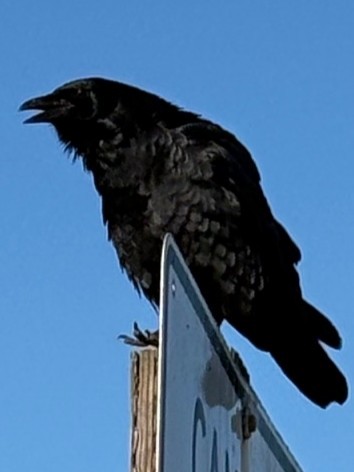 American Crow - ML646713258