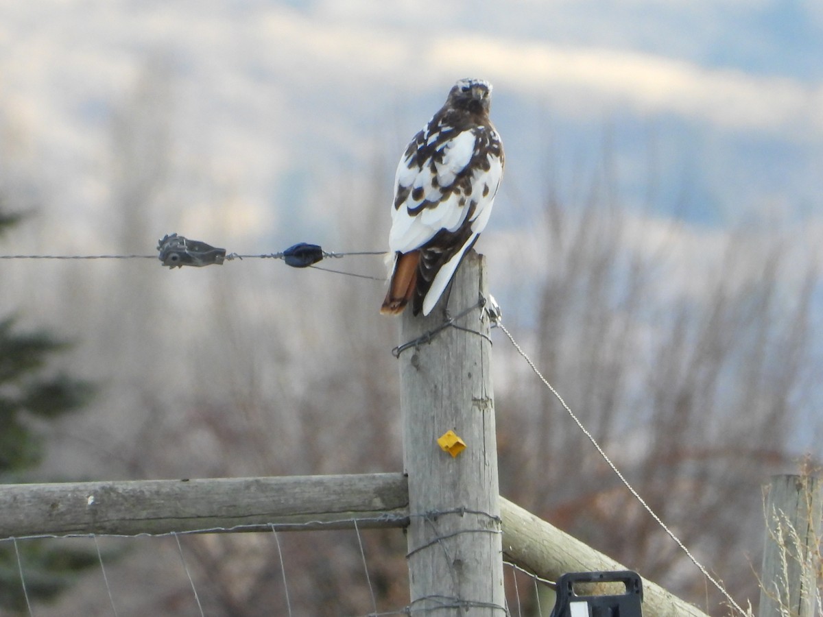 káně rudochvostá - ML646713259