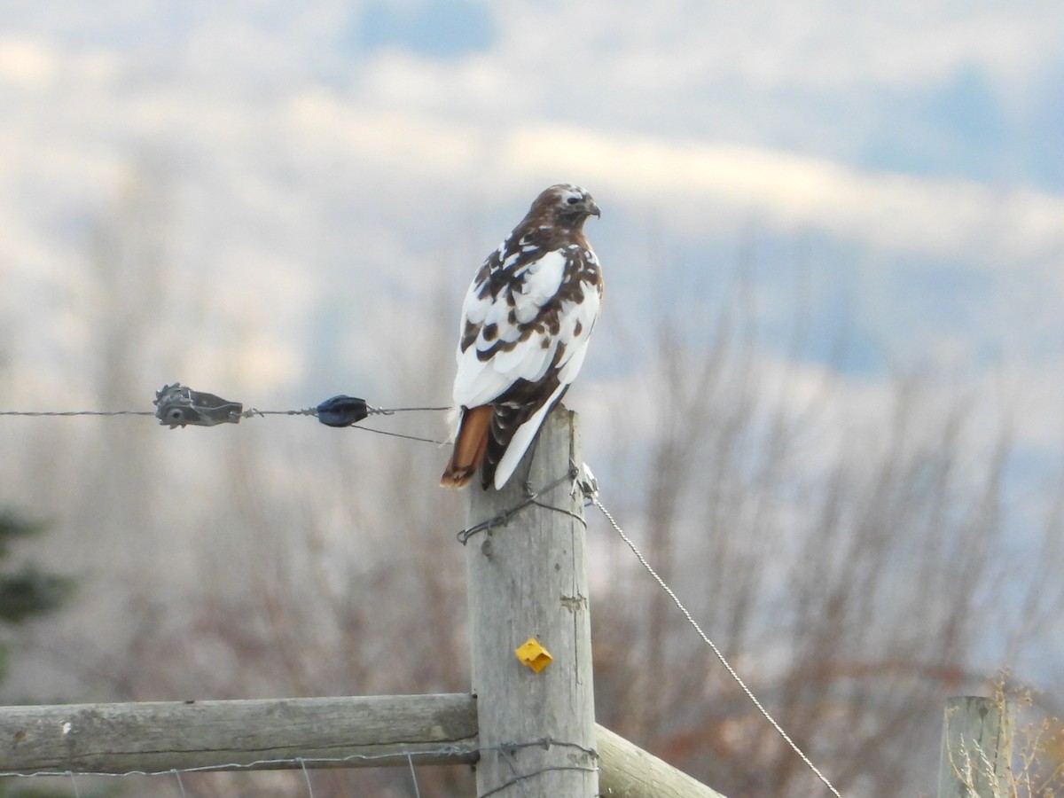 káně rudochvostá - ML646713260