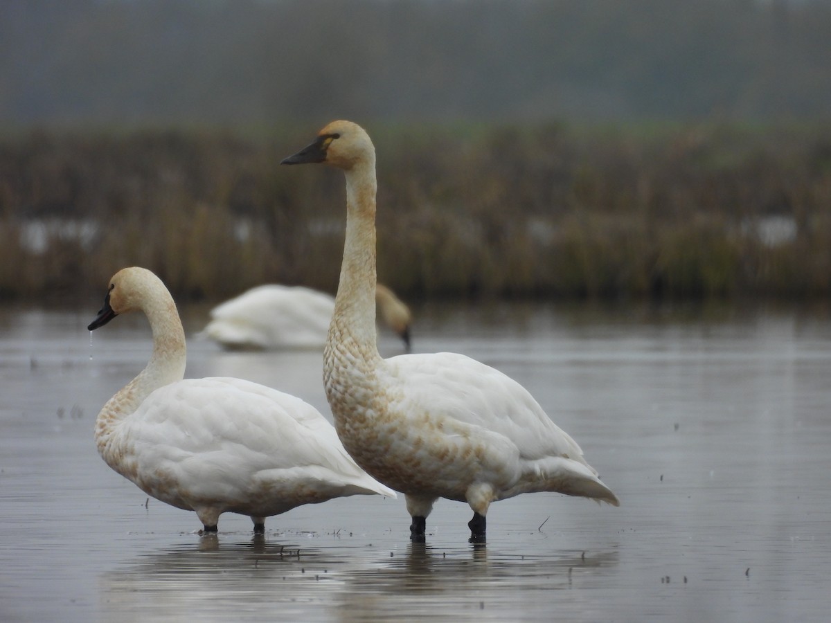 Tundra Swan - ML646713261