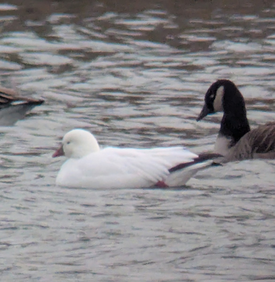 Ross's Goose - ML646713264
