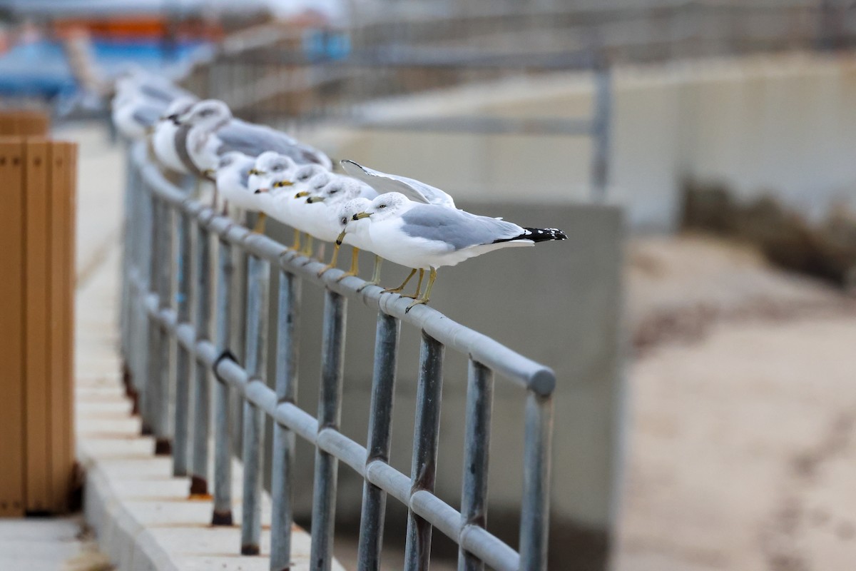 Ring-billed Gull - ML646713265