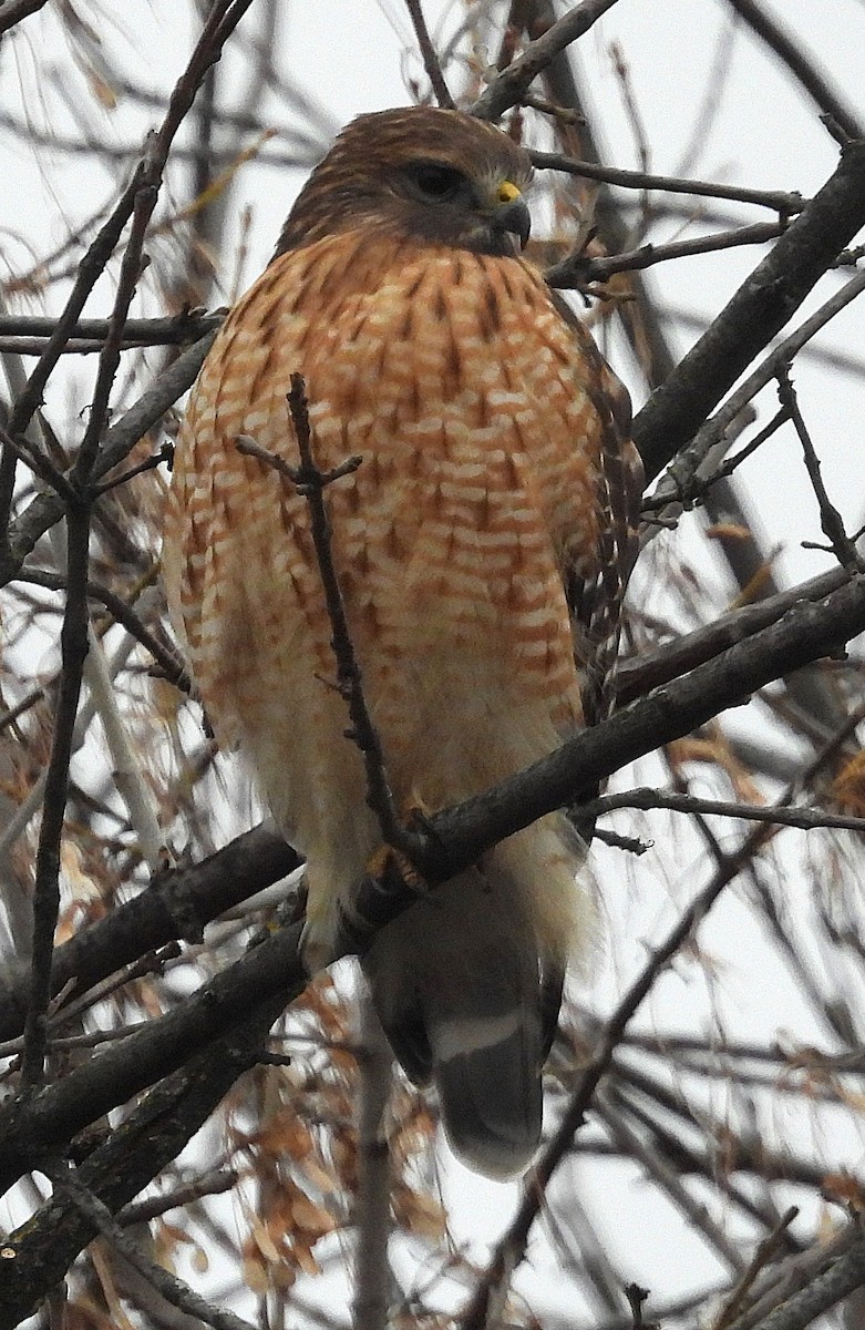 Канюк рудоплечий - ML646713267