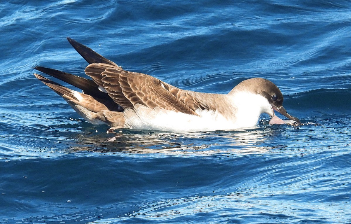 Great Shearwater - ML646713268