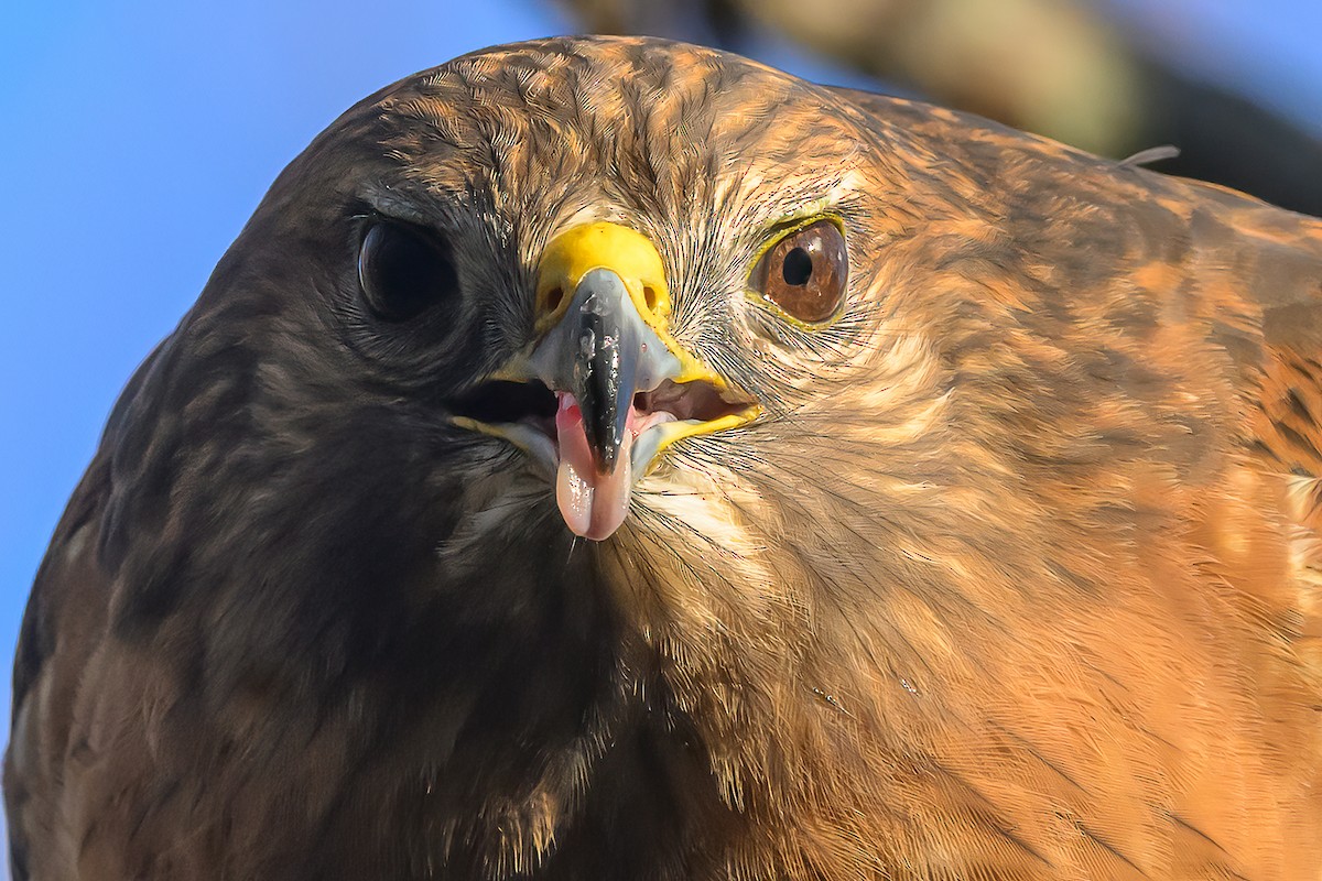 Red-shouldered Hawk - ML646713269