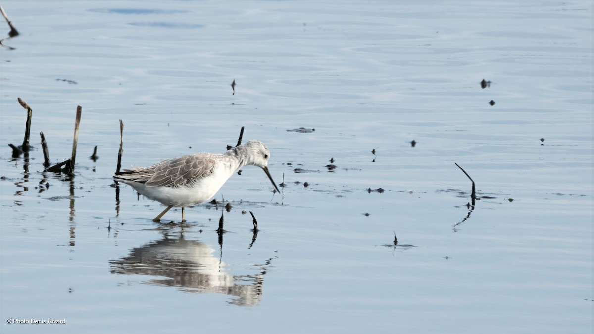 Marsh Sandpiper - ML646713271