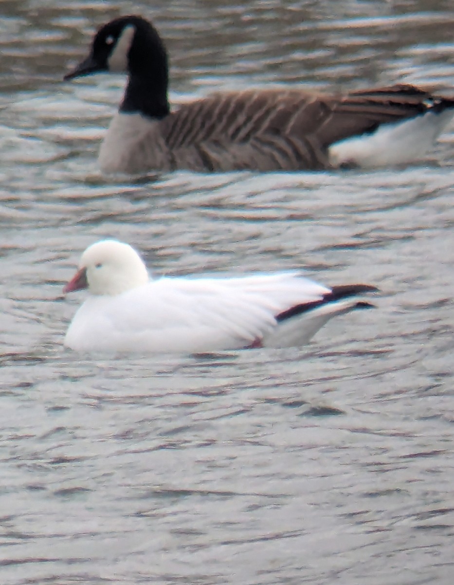 Ross's Goose - ML646713273