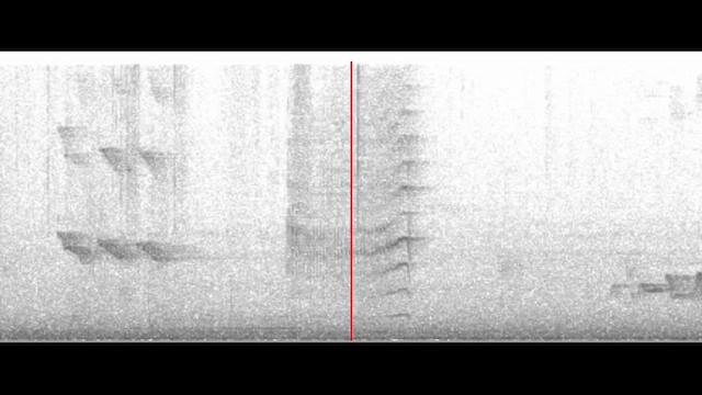 Boat-billed Flycatcher - ML646713274