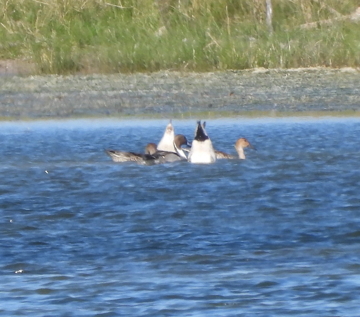 Northern Pintail - ML646713275