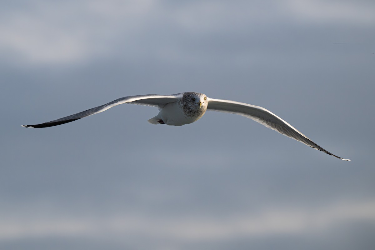 Ring-billed Gull - ML646713277