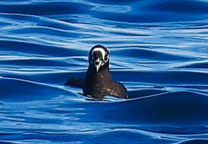 Spectacled Petrel - ML646713278