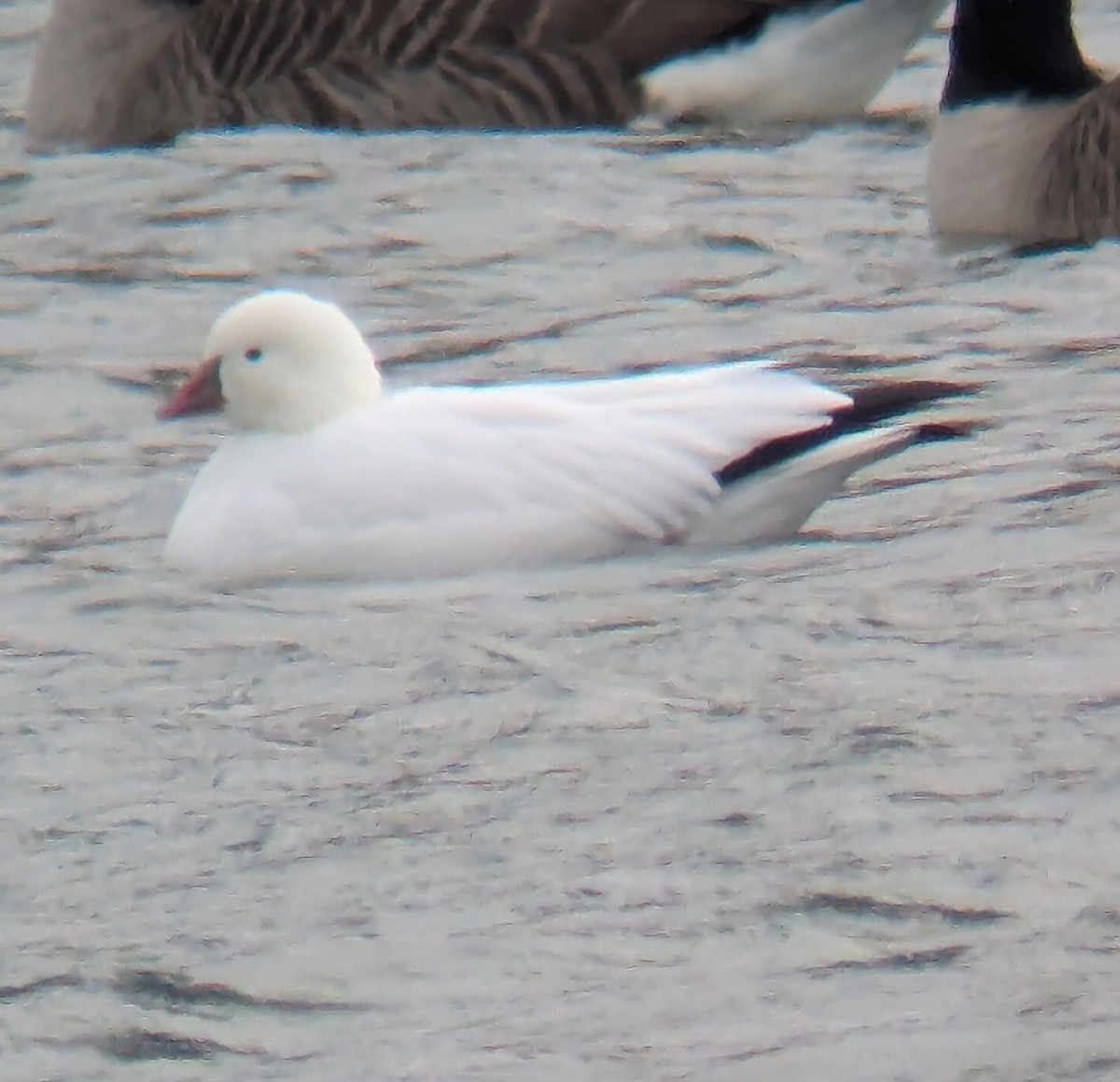 Ross's Goose - ML646713280