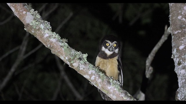 Spectacled Owl - ML646713281