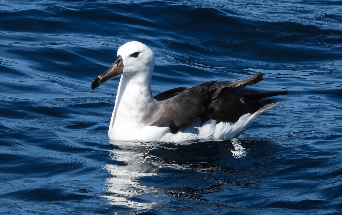 Black-browed Albatross - ML646713282