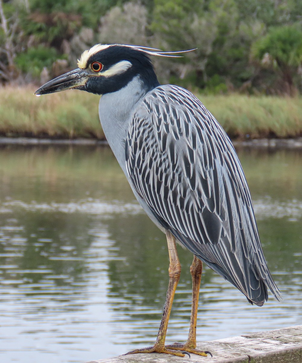 kvakoš žlutočelý - ML646713284