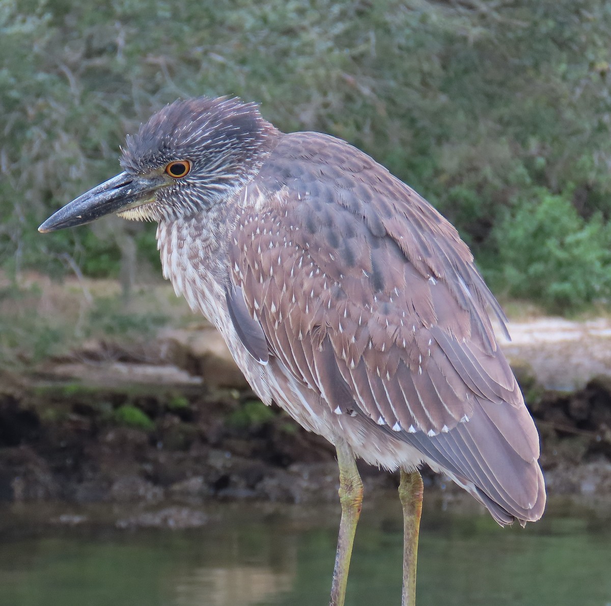 kvakoš žlutočelý - ML646713285