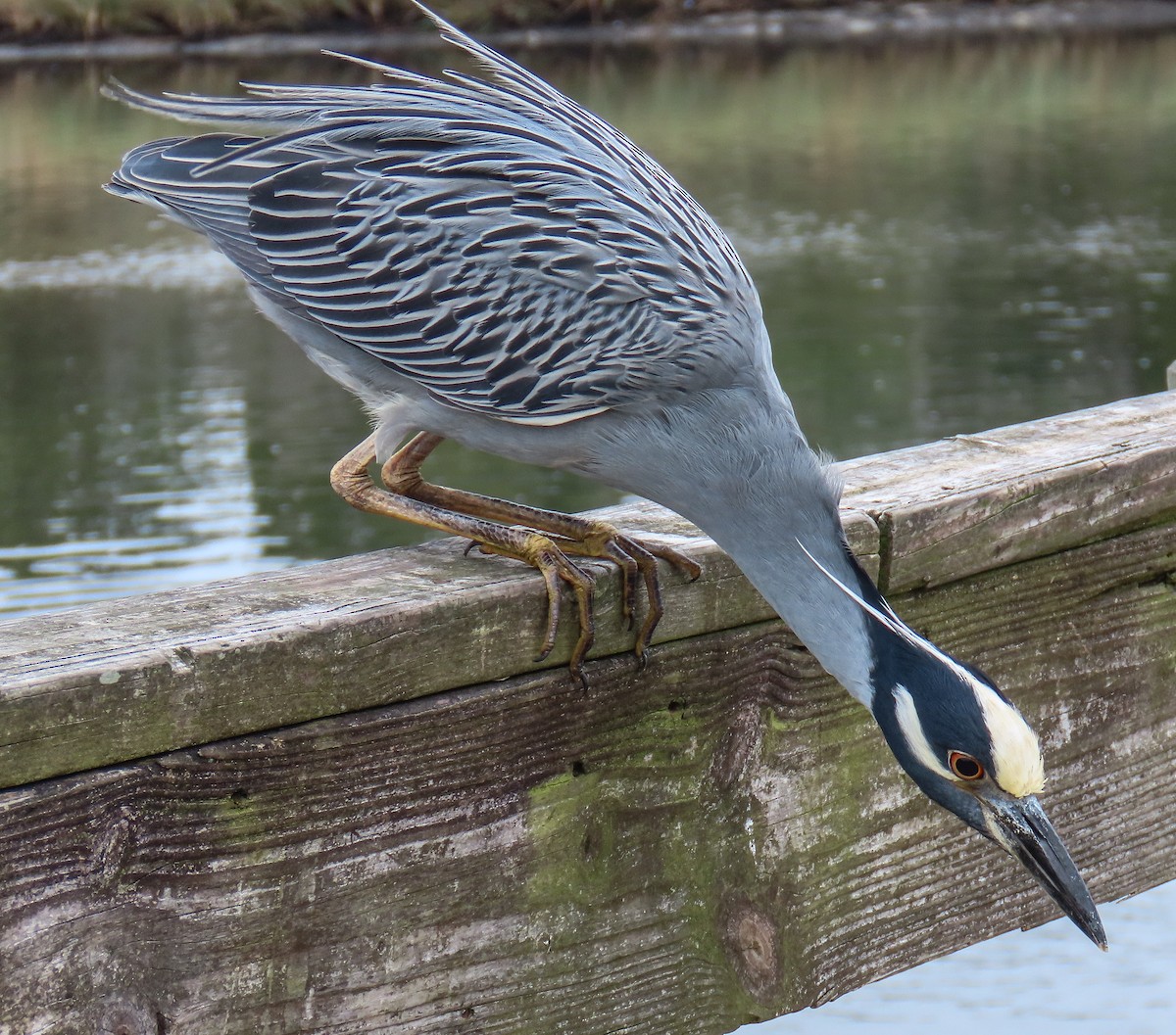 kvakoš žlutočelý - ML646713286