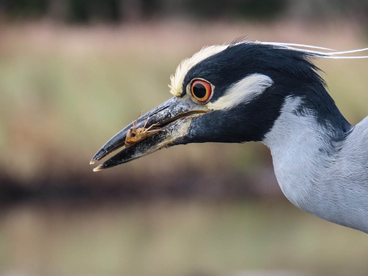 kvakoš žlutočelý - ML646713287