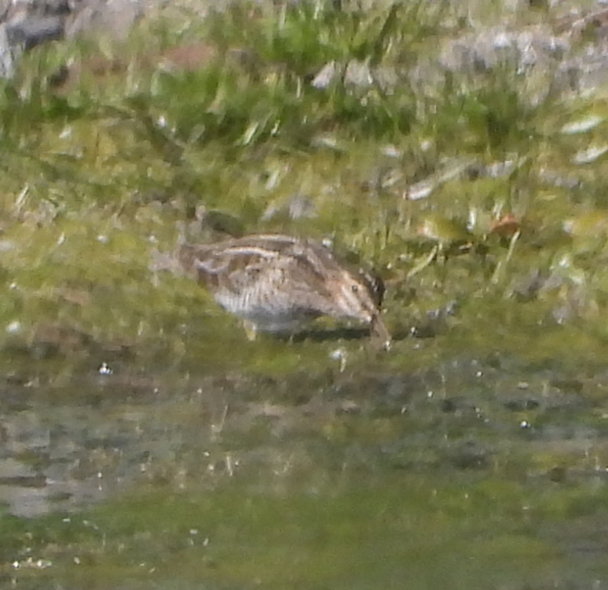 Wilson's Snipe - ML646713288