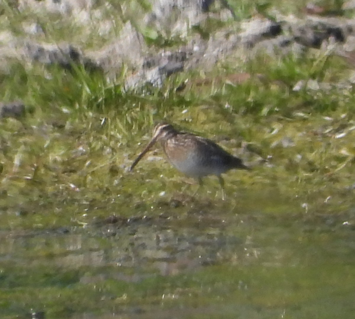 Wilson's Snipe - ML646713289