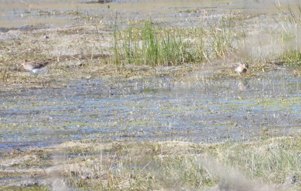 Wilson's Snipe - ML646713290