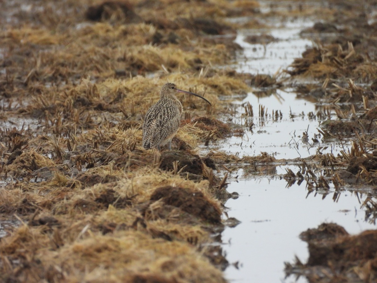 Long-billed Curlew - ML646713291