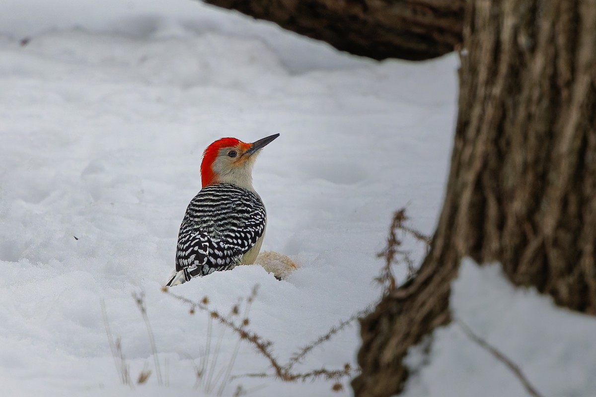 Red-bellied Woodpecker - ML646713292