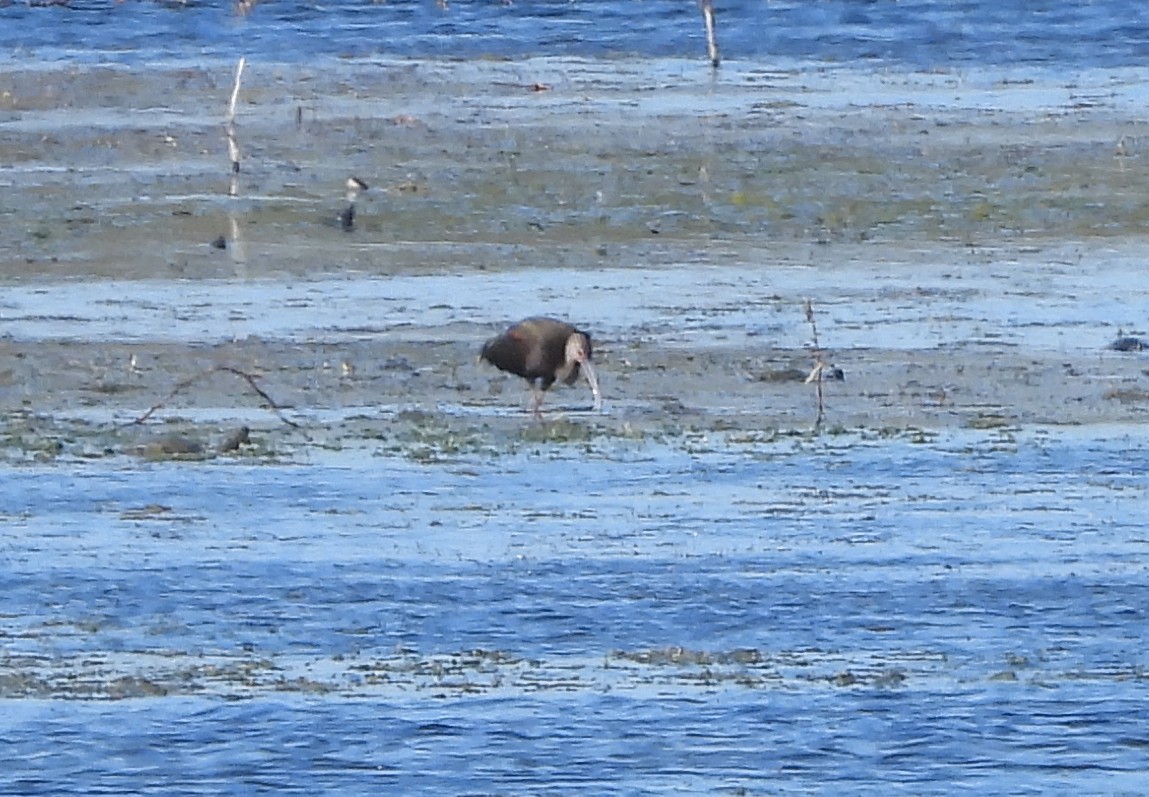 Очковая каравайка - ML646713293