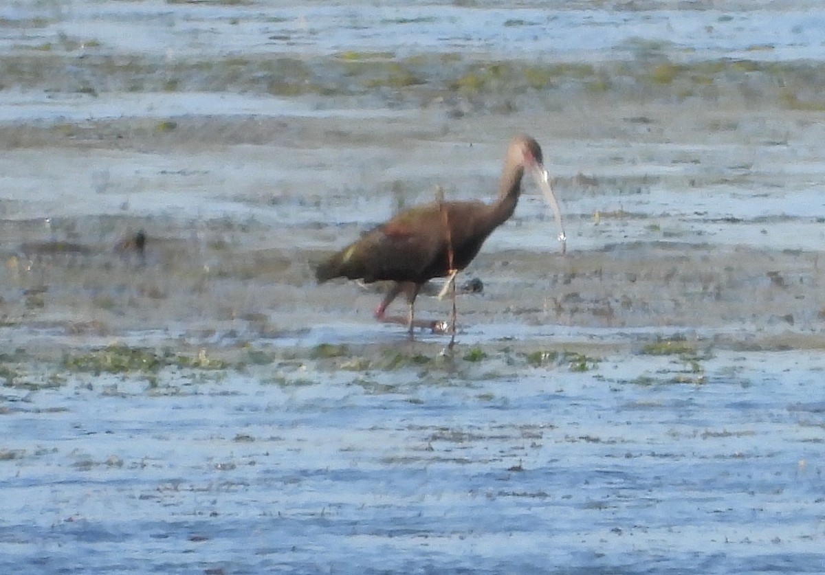 Очковая каравайка - ML646713294