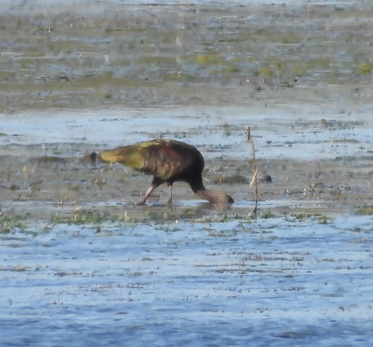 Очковая каравайка - ML646713295