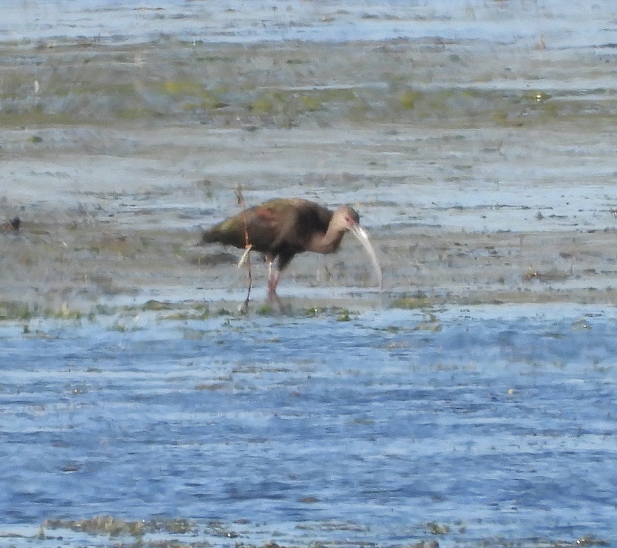 Очковая каравайка - ML646713296