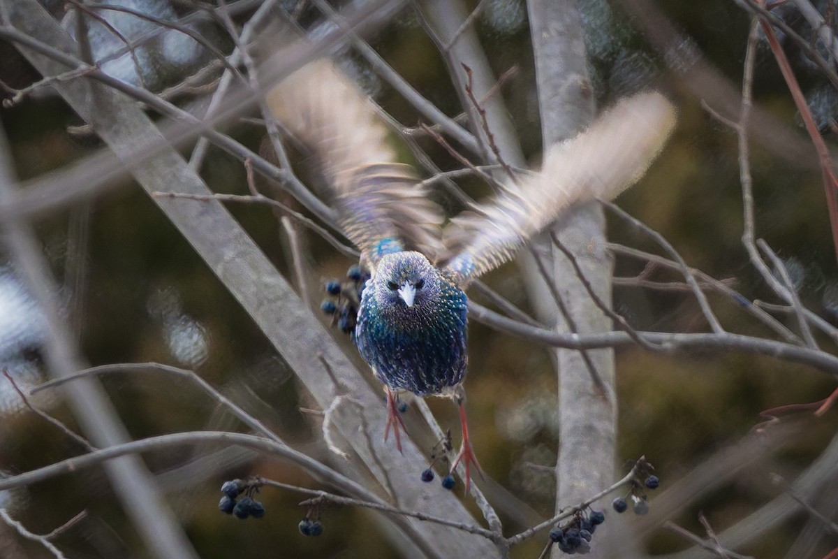 European Starling - ML646713297
