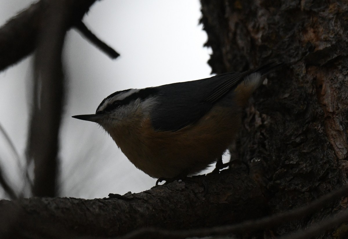 Red-breasted Nuthatch - ML646713298
