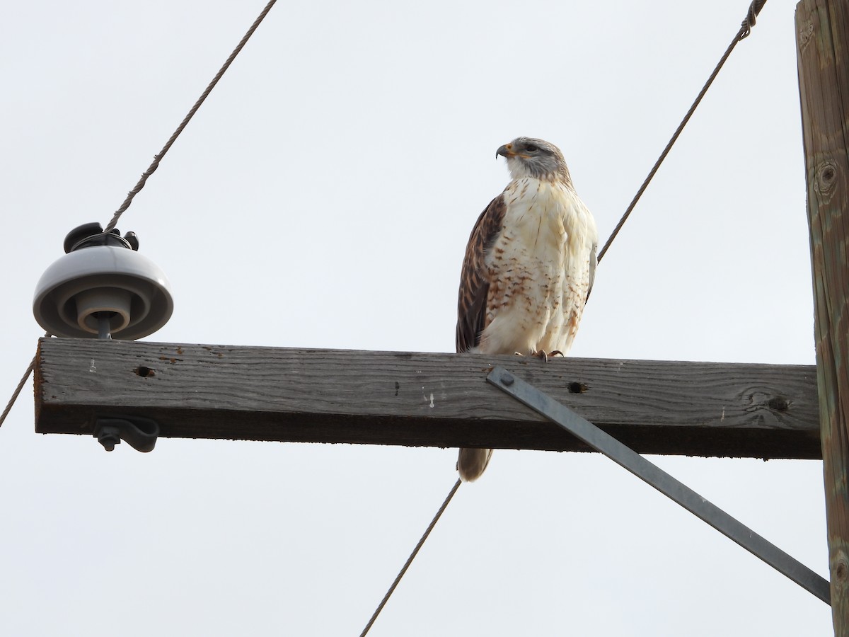 Ferruginous Hawk - ML646713299