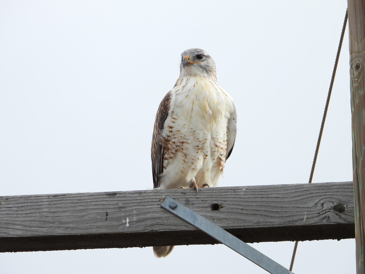 Ferruginous Hawk - ML646713300