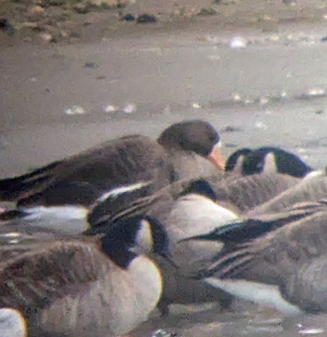 Greater White-fronted Goose - ML646713301