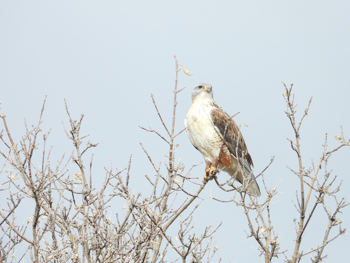Ferruginous Hawk - ML646713302