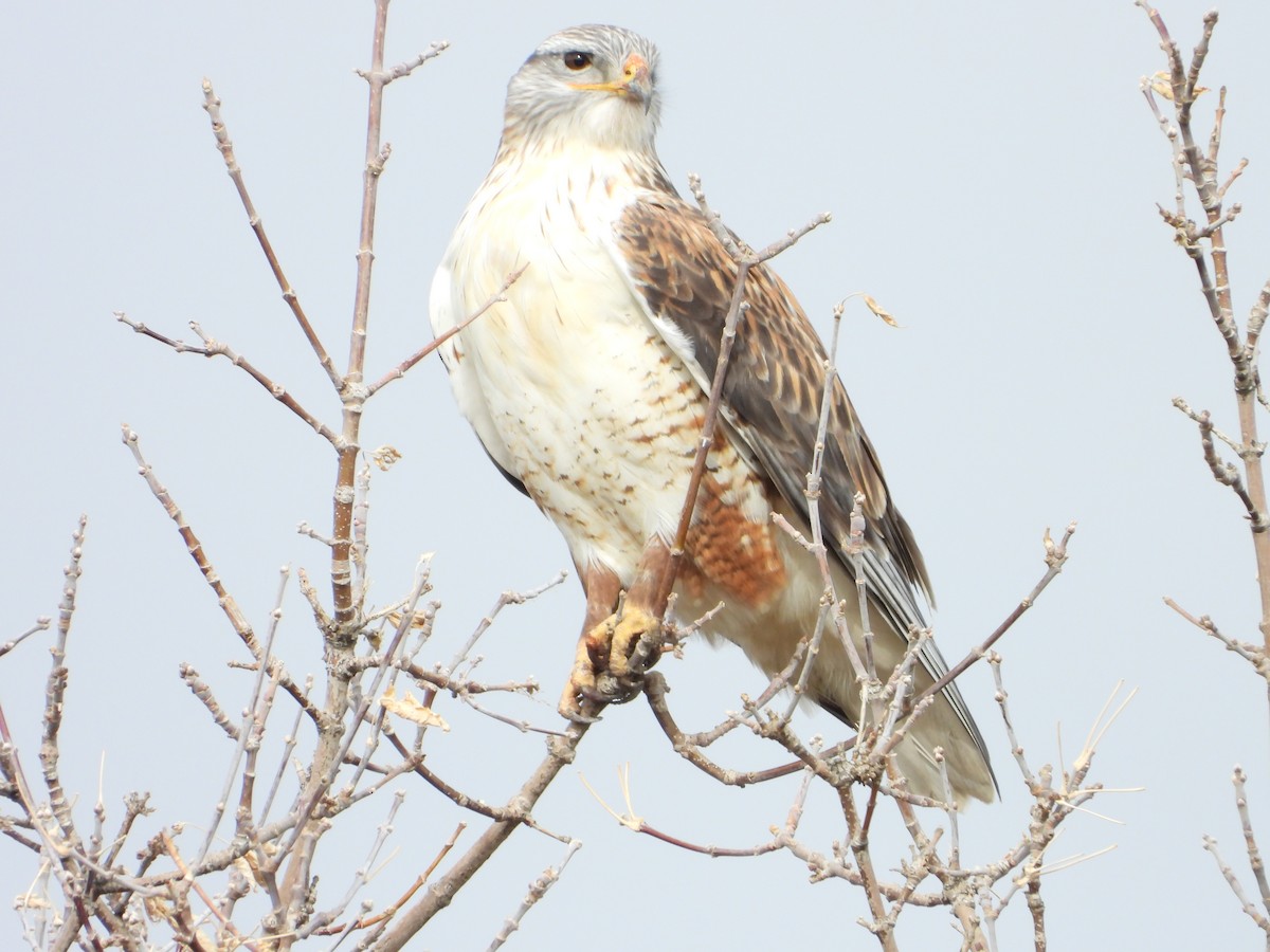 Ferruginous Hawk - ML646713303