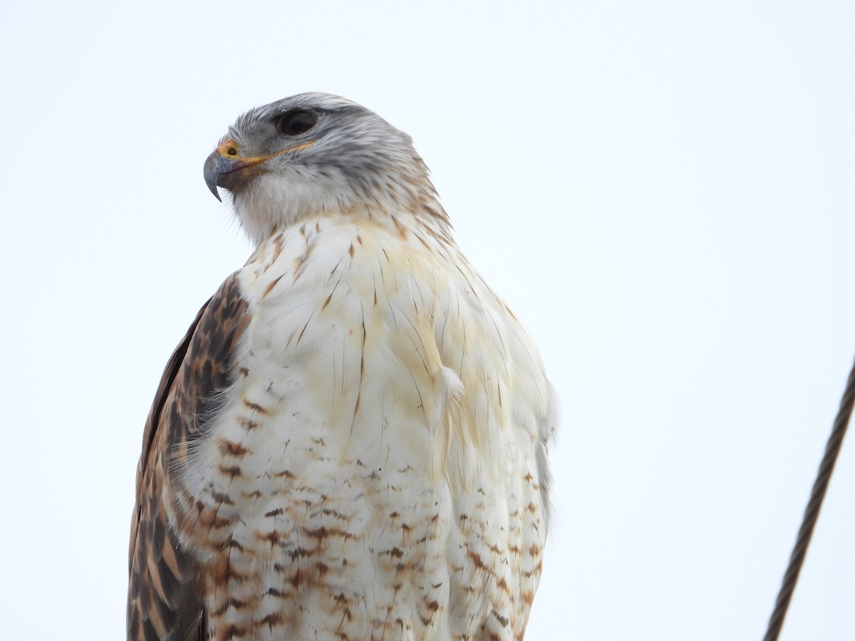Ferruginous Hawk - ML646713304