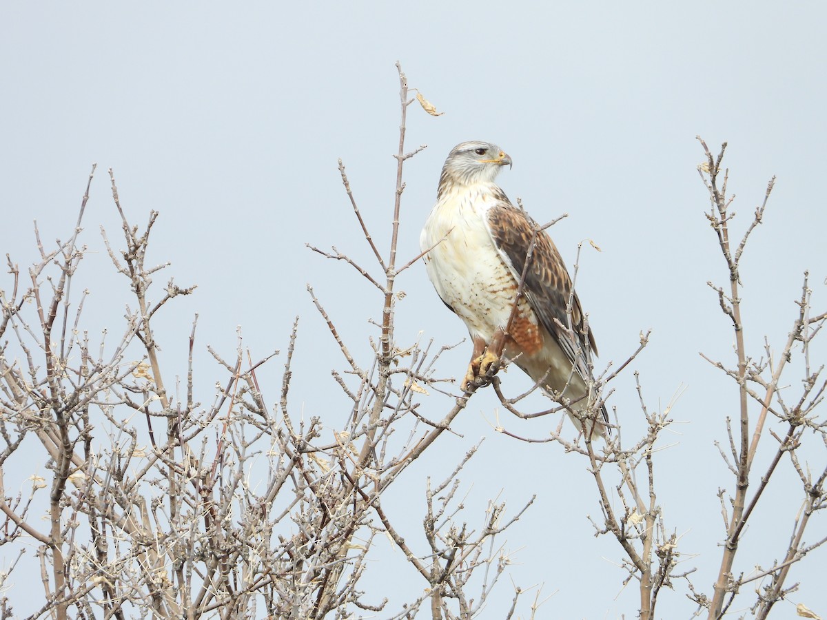 Ferruginous Hawk - ML646713305