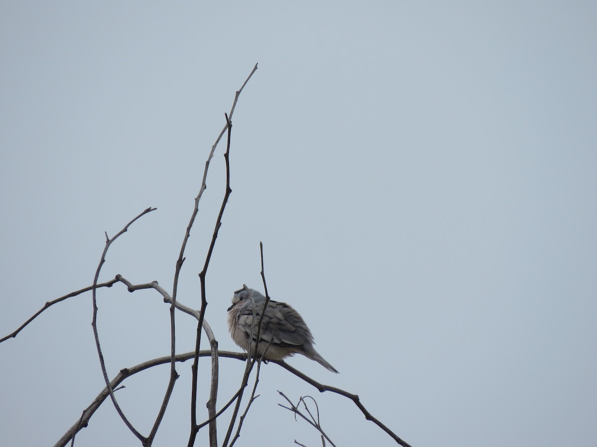 Picui Ground Dove - ML646713306