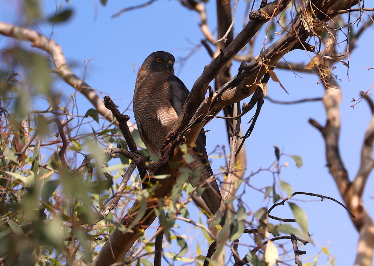Brown Goshawk - ML646713307