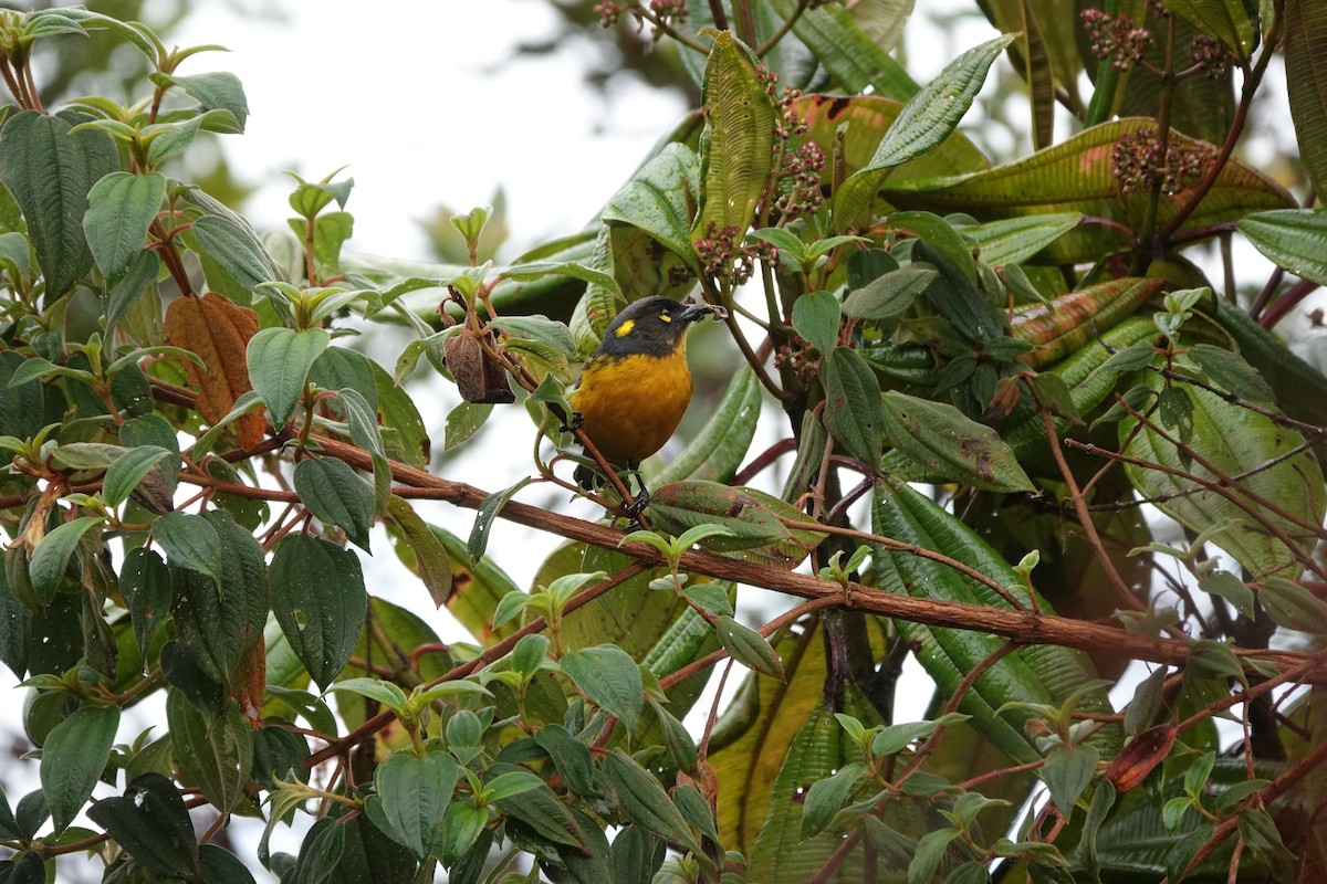 Lacrimose Mountain Tanager - ML646713310