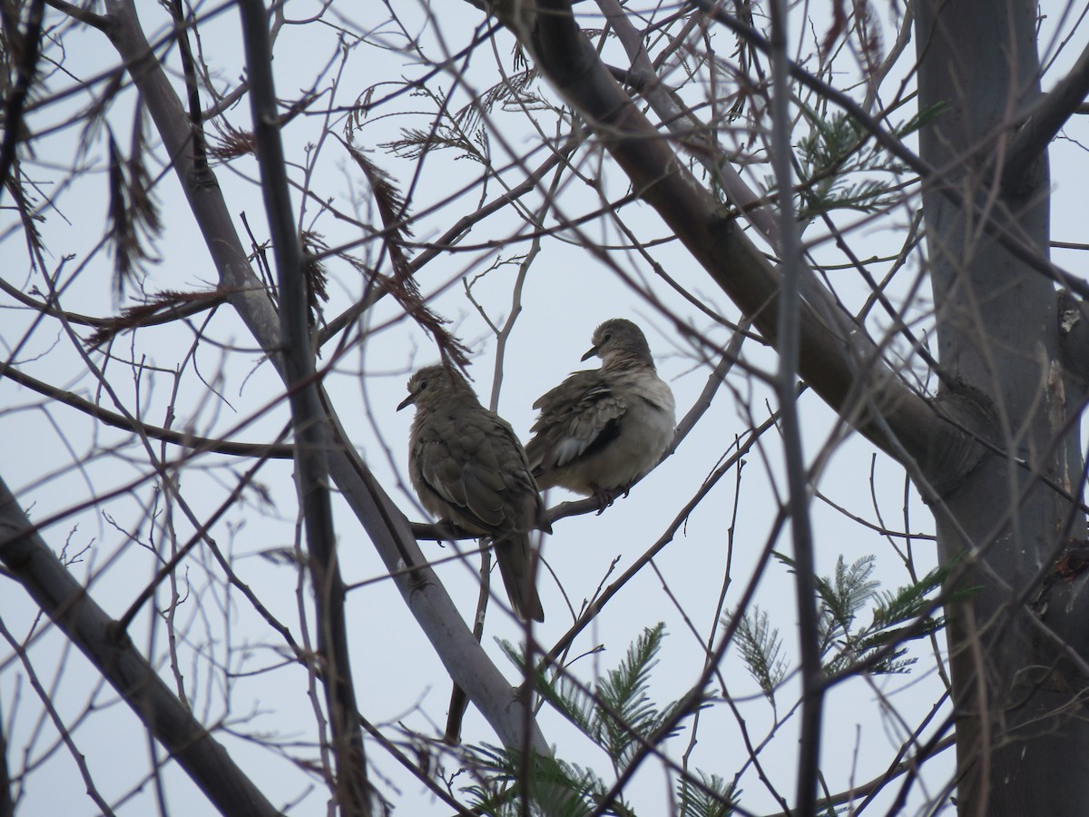 holoubek pikui - ML646713312