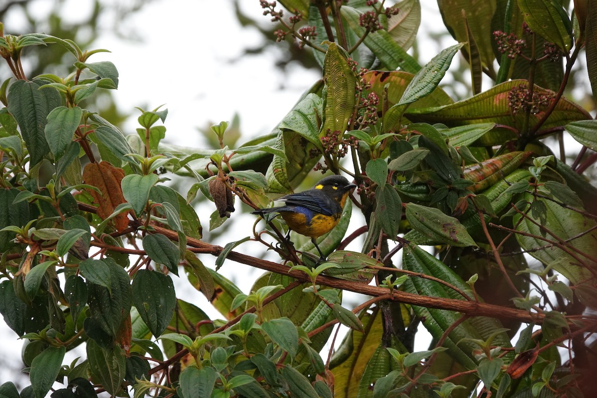 Lacrimose Mountain Tanager - ML646713314