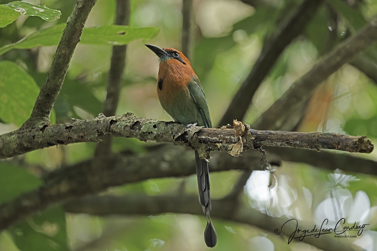 Broad-billed Motmot - ML646713321